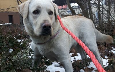 Poszukiwania właściciela psa – aktualizacja