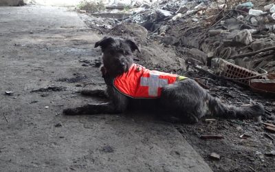 Wspólna kontrola pustostanów