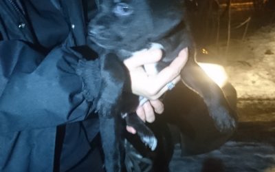 Porzucone szczeniaki w dz. Centrum