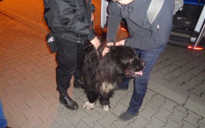 Uwaga ! Szukamy właściciela pieska !