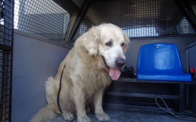 Uwaga ! Szukamy właściciela psa !