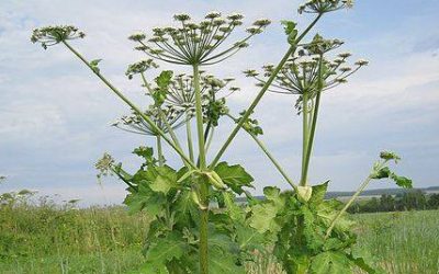 Ostrzegamy przed Barszczem Sosnowskiego