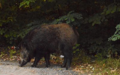 Dziki w naszym mieście. Co je wabi?