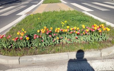 Udaremniona kradzież miejskich tulipanów