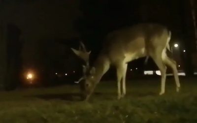 Stały bywalec dzielnicy Bończyk