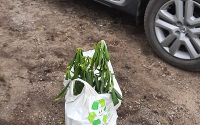 Ujęty złodziej kwiatów miejskich