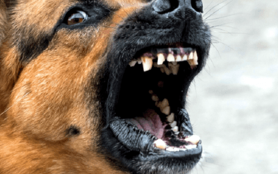 Pogryzienie przez agresywnego psa