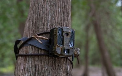 Dzięki fotopułapce ujęto złodzieja